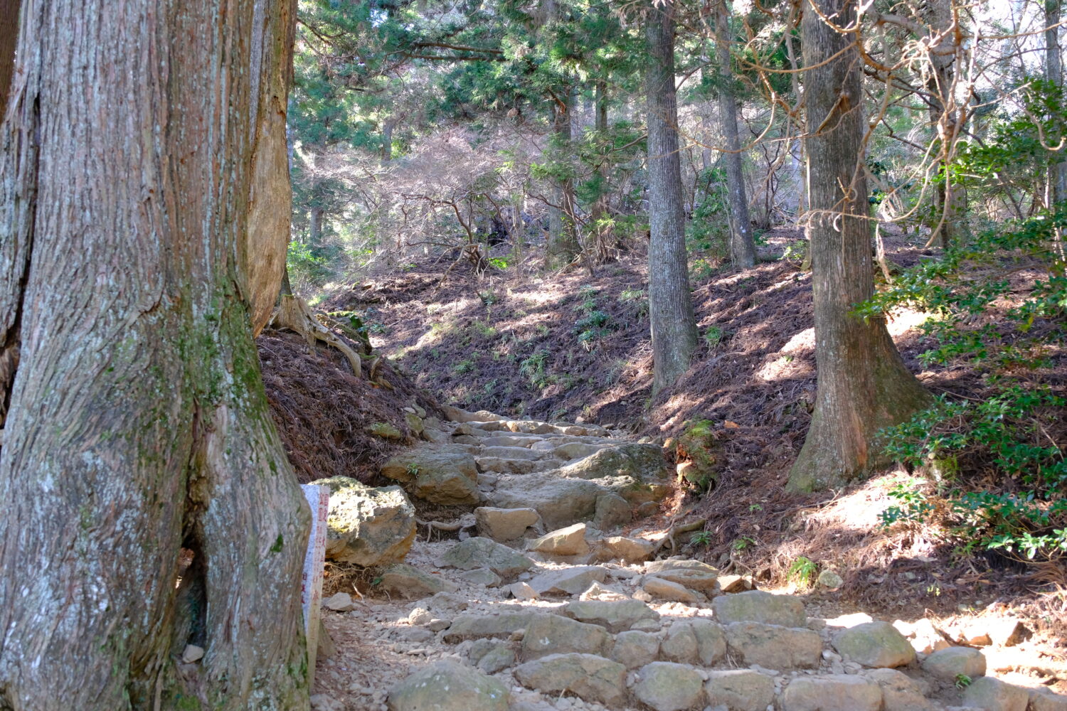 大山の登山道