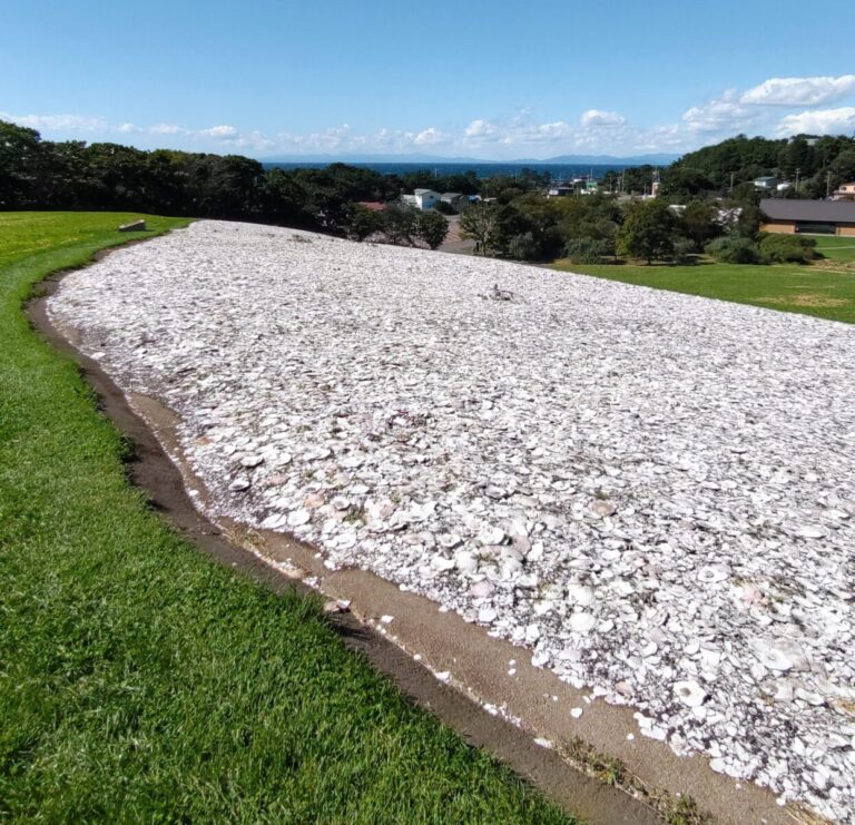 絶景を独り占め！噴火湾を望む白い貝塚｜世界遺産「北黄金貝塚」