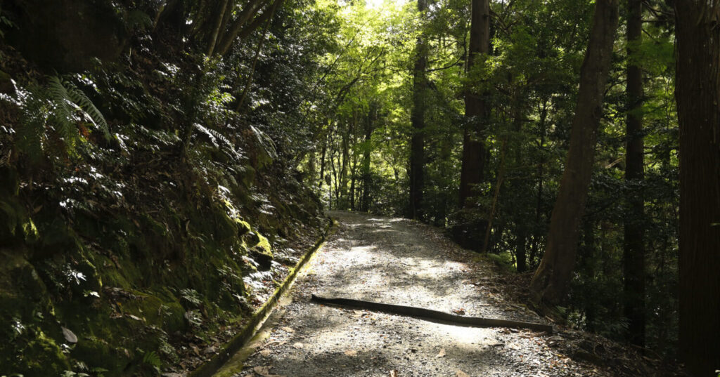 春日山原始林をハイキング