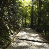 春日山原始林をハイキング