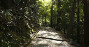 春日山原始林をハイキング