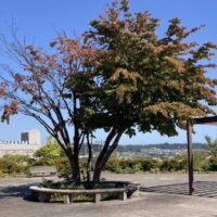 東西2エリアからなる老若男女憩いの場「八乙女中央公園」