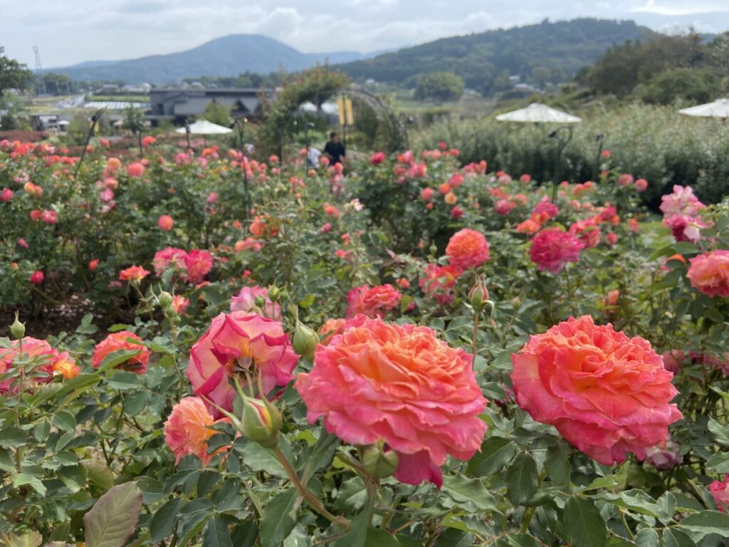 バラ園