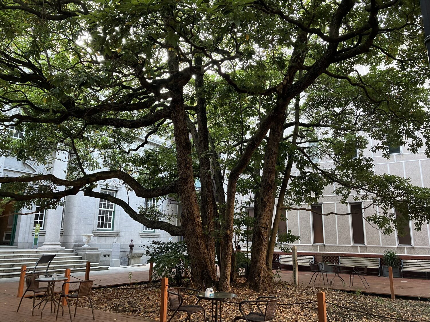 横浜開港資料の中庭にあるたまくすの木