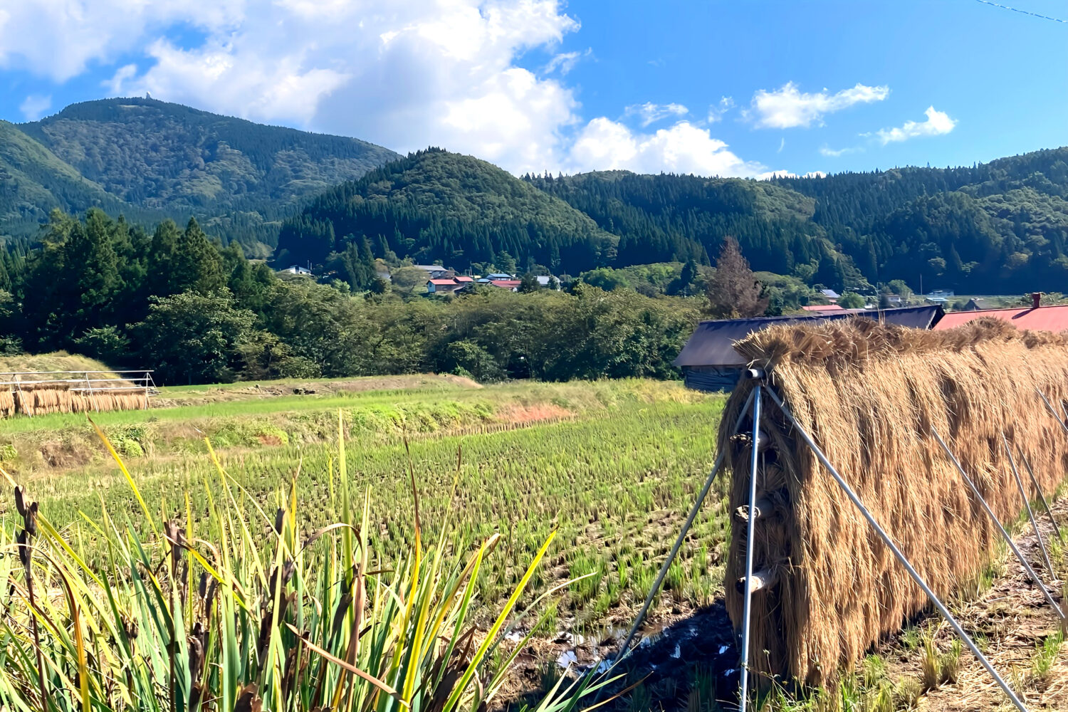 白鷹町に広がる棚田の様子