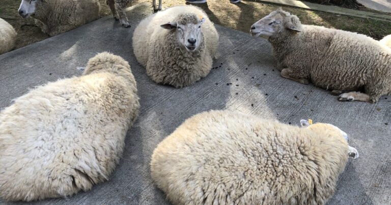たまには羊と戯れるのもあり？六甲山牧場ならそれもかなう｜兵庫県神戸市