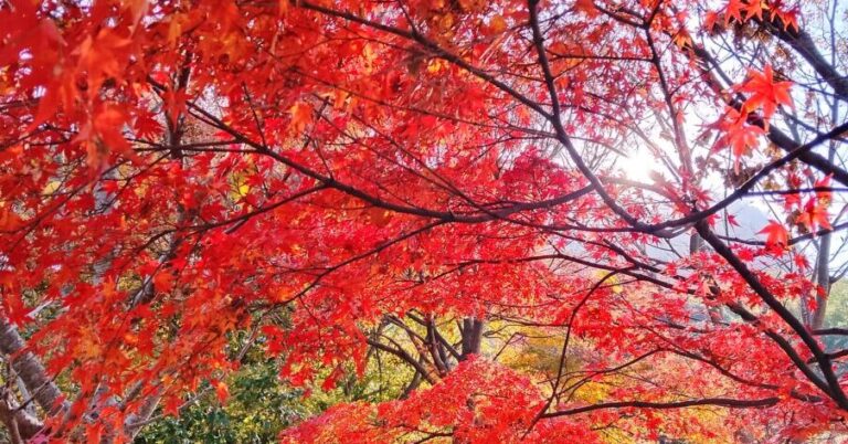 四季折々の花が楽しめる公園｜善通寺五岳の里 市民集いの丘公園