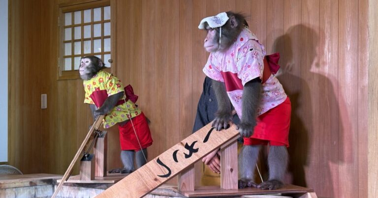 伝統の湯もみをおさるが！ 草津温泉「おさ湯」は笑いと癒やしの15分間