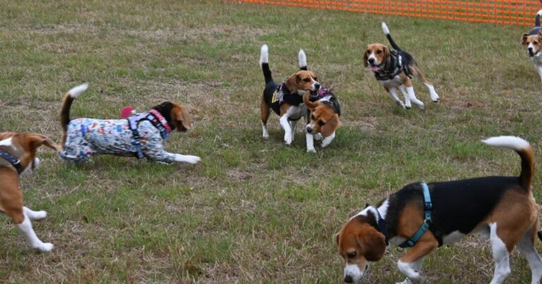 スヌーピーのモデルにもなったビーグル犬が全国から集合！Beagle MEET UP 2025｜埼玉県【後編】