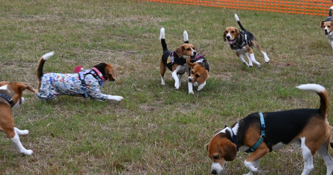 スヌーピーのモデルにもなったビーグル犬が全国から集合！Beagle MEET