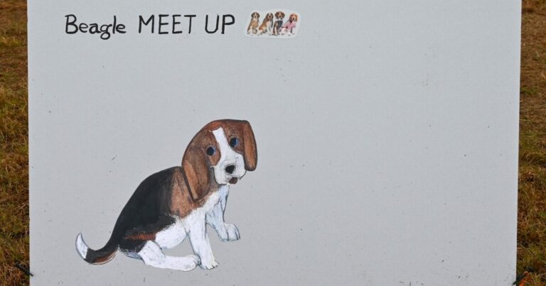 スヌーピーのモデルにもなったビーグル犬が全国から集合！Beagle MEET UP 2025｜埼玉県【前編】