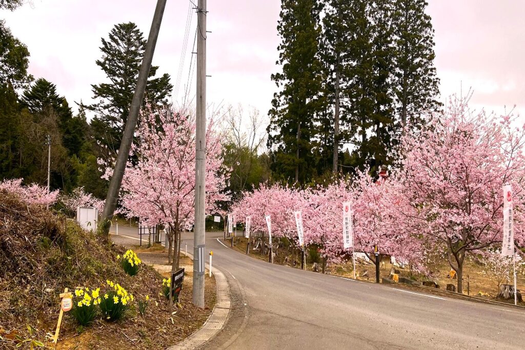 入口近く満開の桜