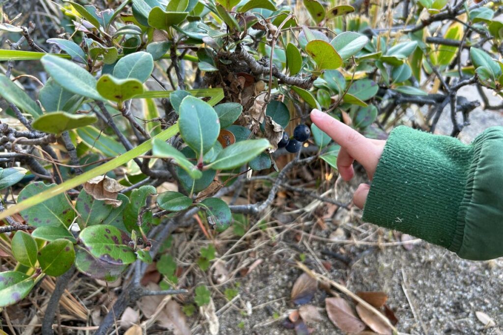 東大阪　公園　スカイランド