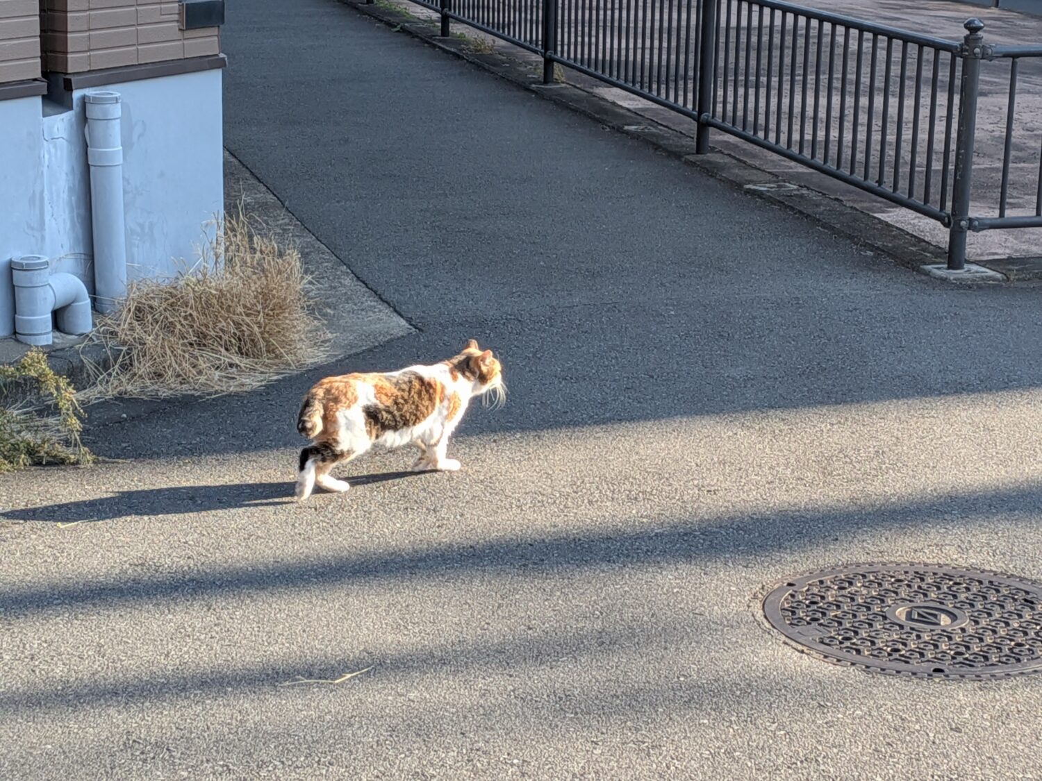 東横フラワー緑道を歩いていると目の前を三毛猫が通過