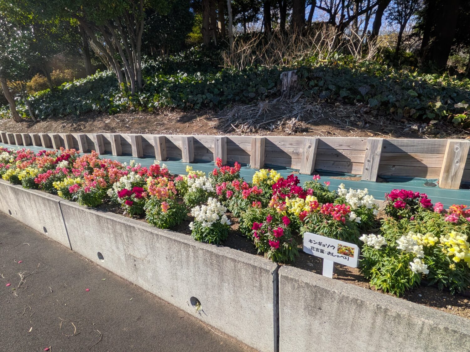 横浜ストロベリーパークの花壇