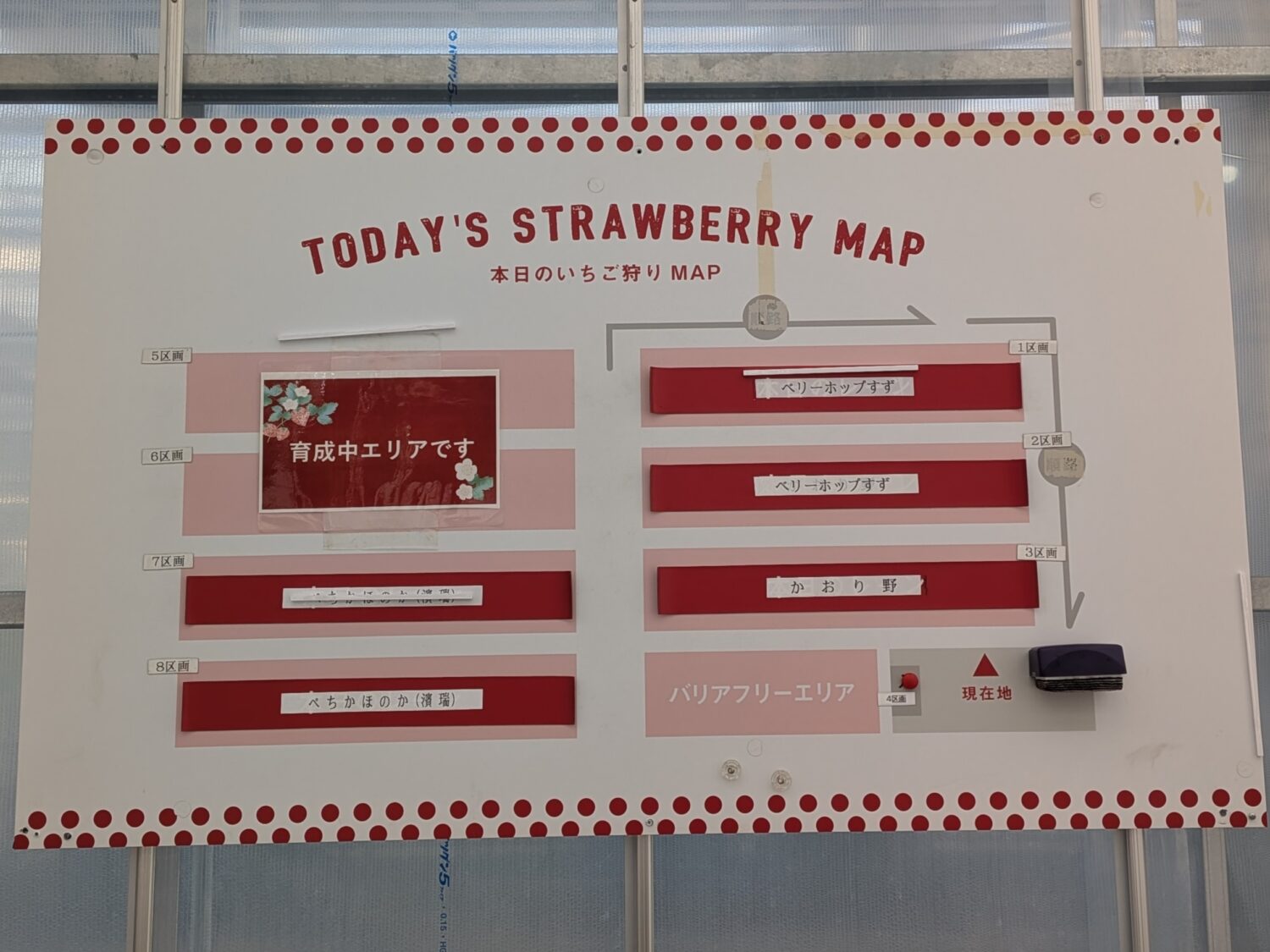 横浜ストロベリーパークのいちごの品種