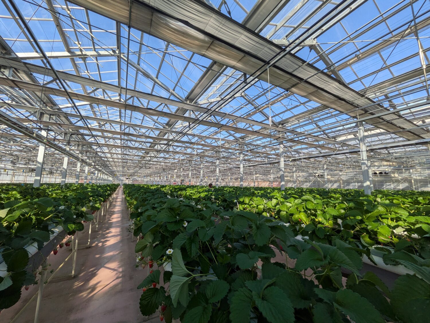ストロベリーハウス内の写真