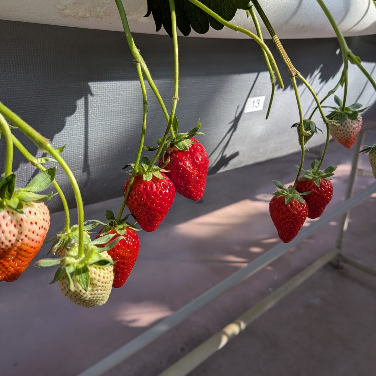 ストロベリーハウスのいちご