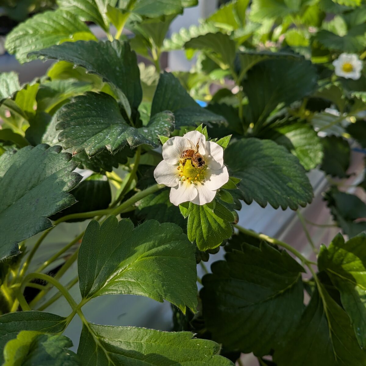 いちごの花にハチが止まっていました