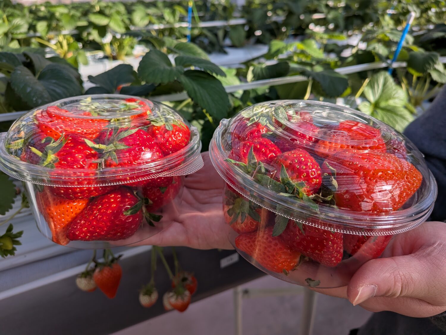横浜ストロベリーパークで採れたいちご