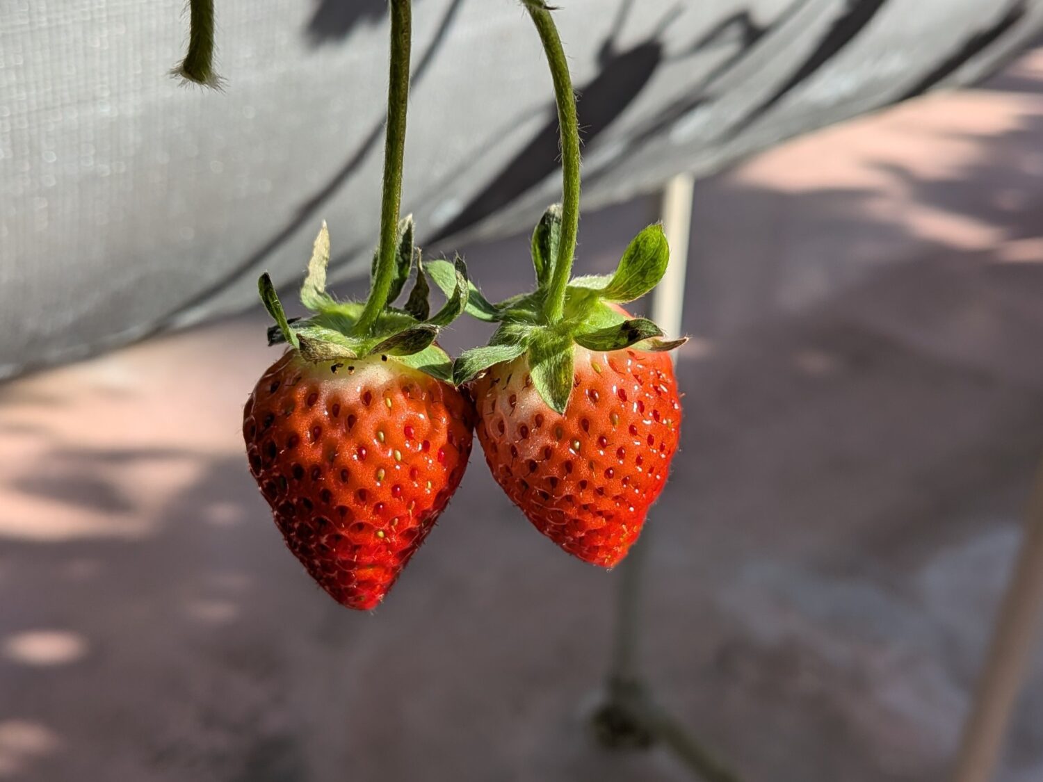 横浜ストロベリーパークでいちご狩り体験