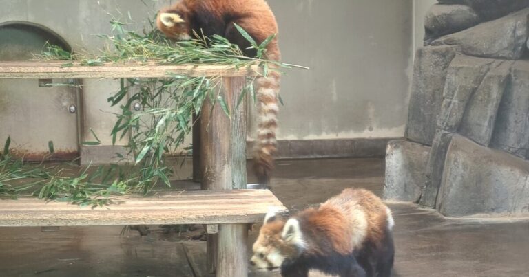 レッサーパンダに会いに、古墳の丘へ。毎日でもふらっと通いたい『川崎市夢見ヶ崎動物公園』の魅力