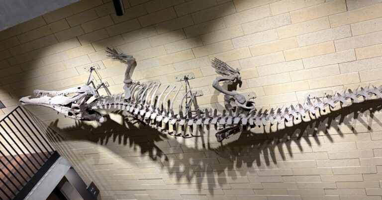 42万年前のプレイストシーンを豊中市立文化芸術センターで体験してみない？｜大阪府豊中市