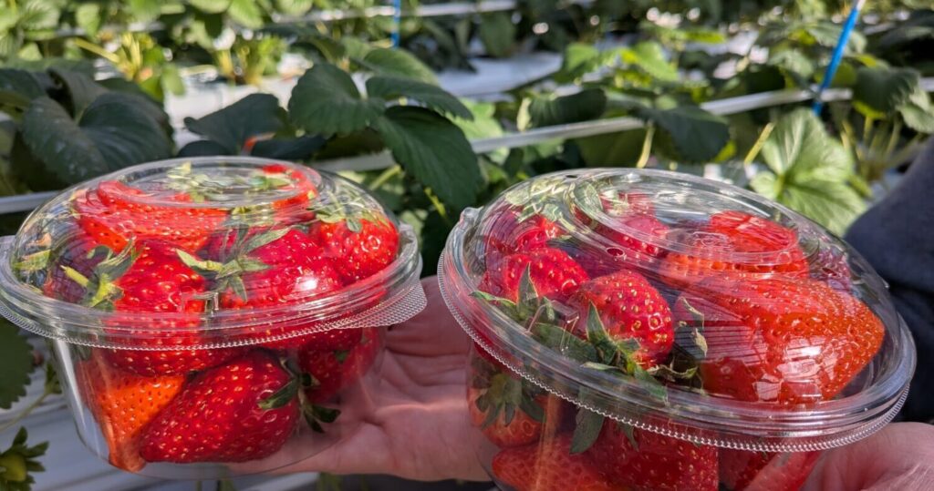 横浜ストロベリーパークでのいちご摘み体験