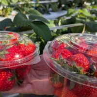 横浜ストロベリーパークでのいちご摘み体験