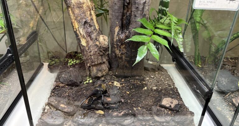 多種多様な蝶が飛び交う放蝶園は必見！自然あふれる立地にある昆虫館｜大阪府箕面市