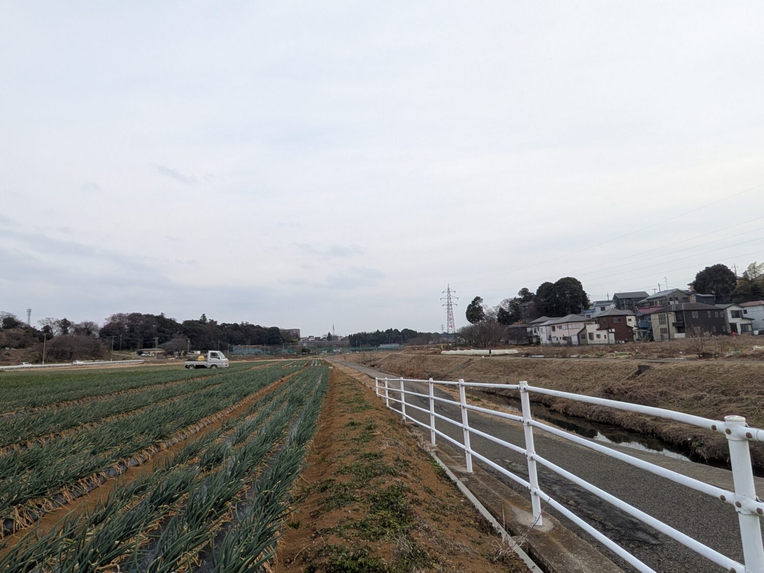 東葛地域のネギ畑は有名