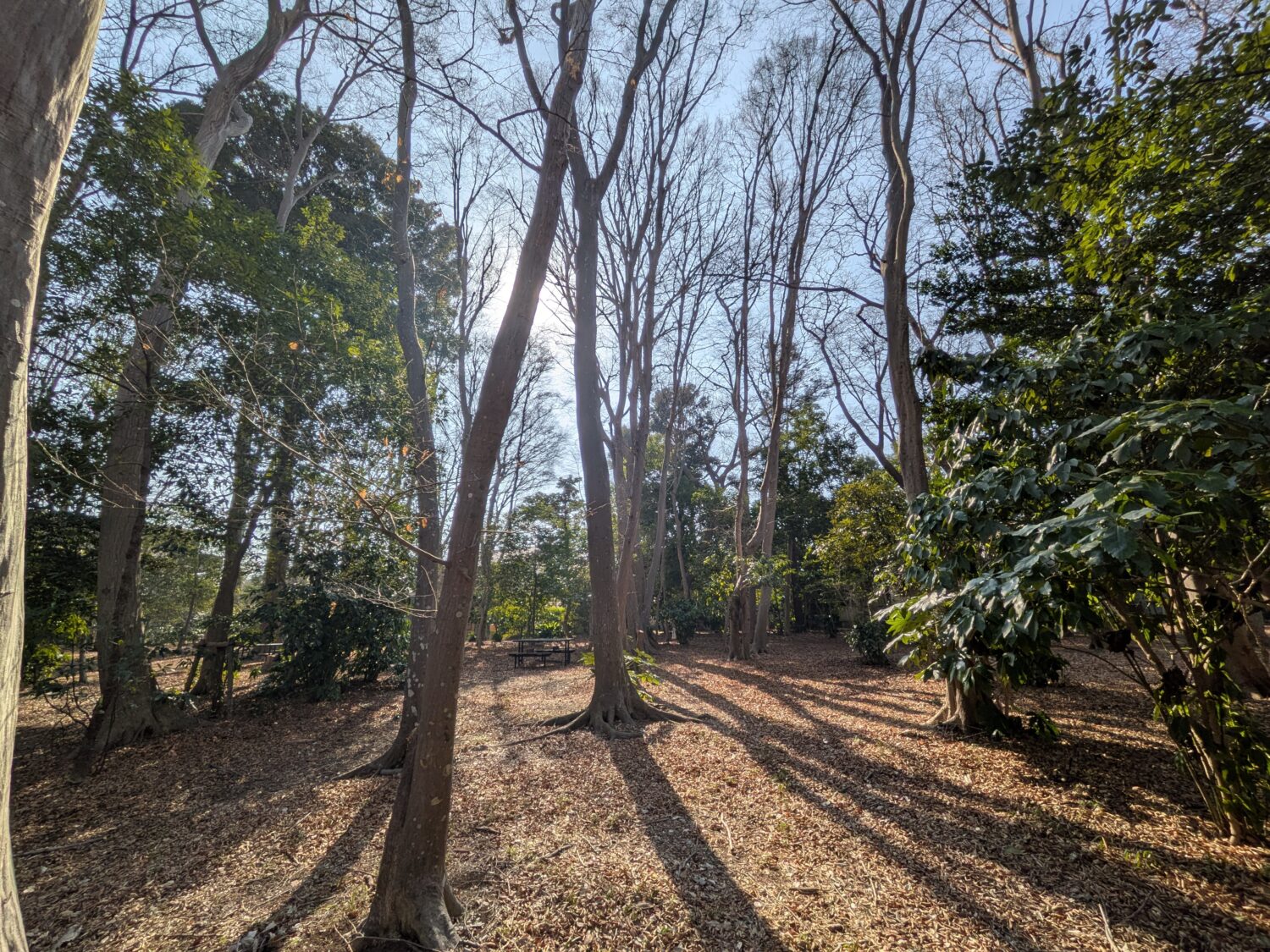 自然豊かな松ヶ丘ふるさと公園