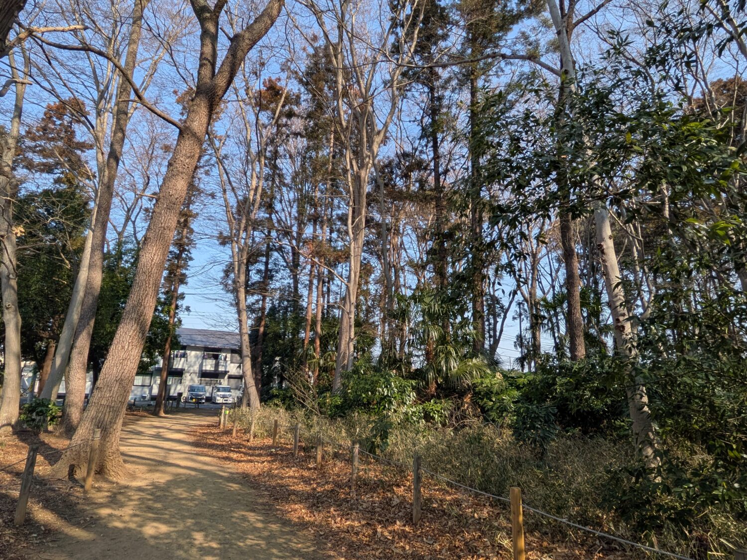 松ヶ丘ふるさと公園の散策路