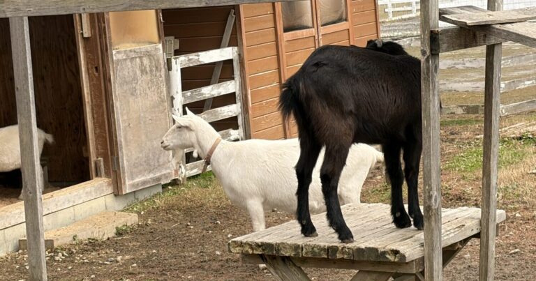 ブルーメの丘で牧歌的なヨーロッパを疑似体験｜滋賀県日野町
