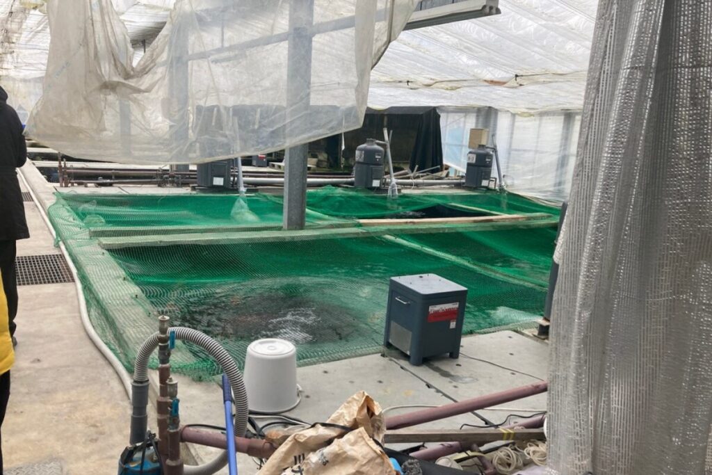 巨大な水槽に緑色のネットがかかっています。