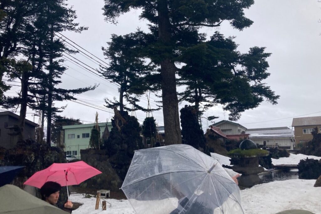 大きい木が写っています。