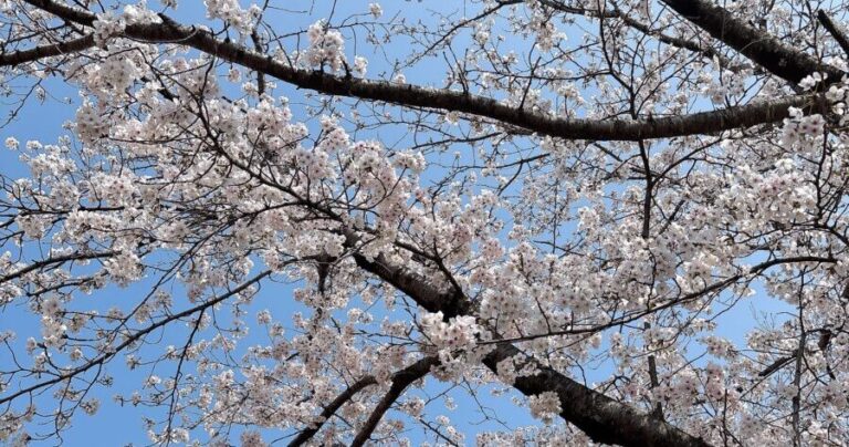 【足利】春の空を泳ぐような開放感。歴史ある「足利公園」で楽しむ、最高のお花見散歩