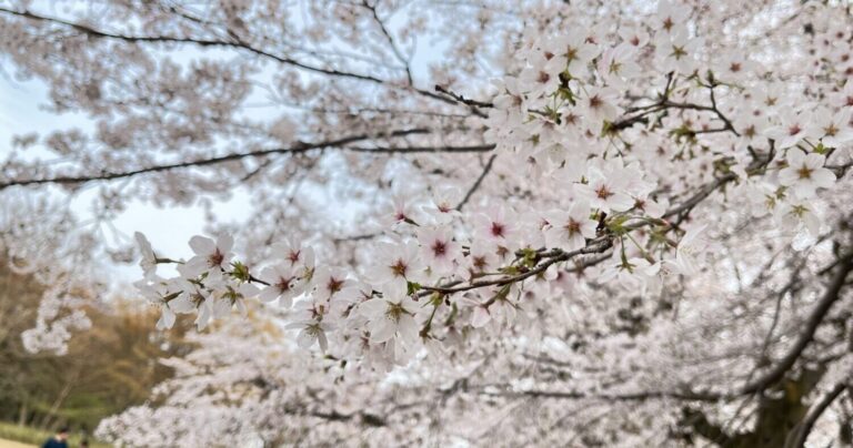 桜まつり2026開催！無線山の桜並木を堪能してきた｜埼玉県伊奈町