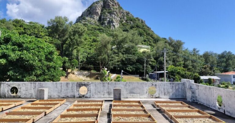 「伊江島といえば、やっぱり落花生」地域と深く関わると決意した男性が起こす、落花生の復活！｜沖縄県伊江村