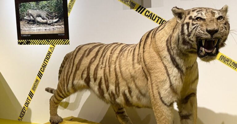 実物大の巨大ワニは必見！国立科学博物館「超危険生物展　科学で挑む生き物の本気」の見どころ｜東京都台東区