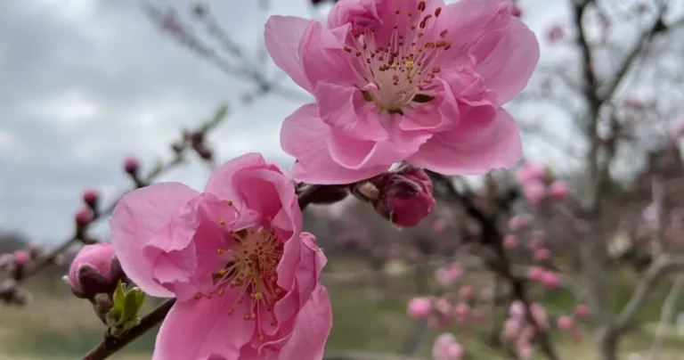 桃と水、見ずには春は終わらない