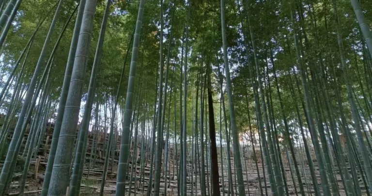 竹林の静寂に癒やされる！古墳と遺跡が眠る川崎「神庭緑地」をめぐる