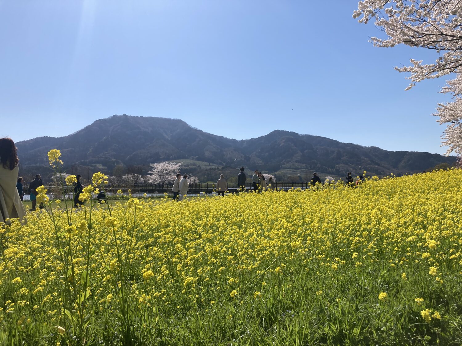 山と菜の花です。