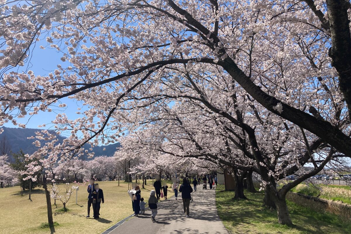大きな桜の木が並んで植っていて、桜の枝が歩いている人たちの頭上まで伸びています。