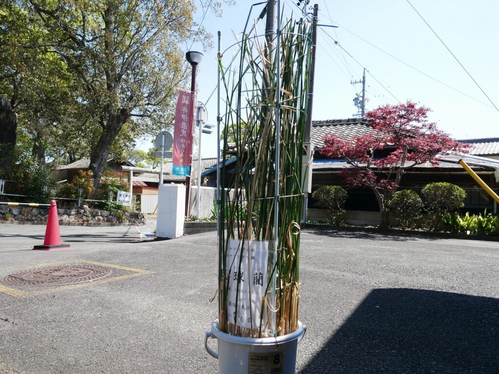 建物正面で育てられているリュウキュウイ