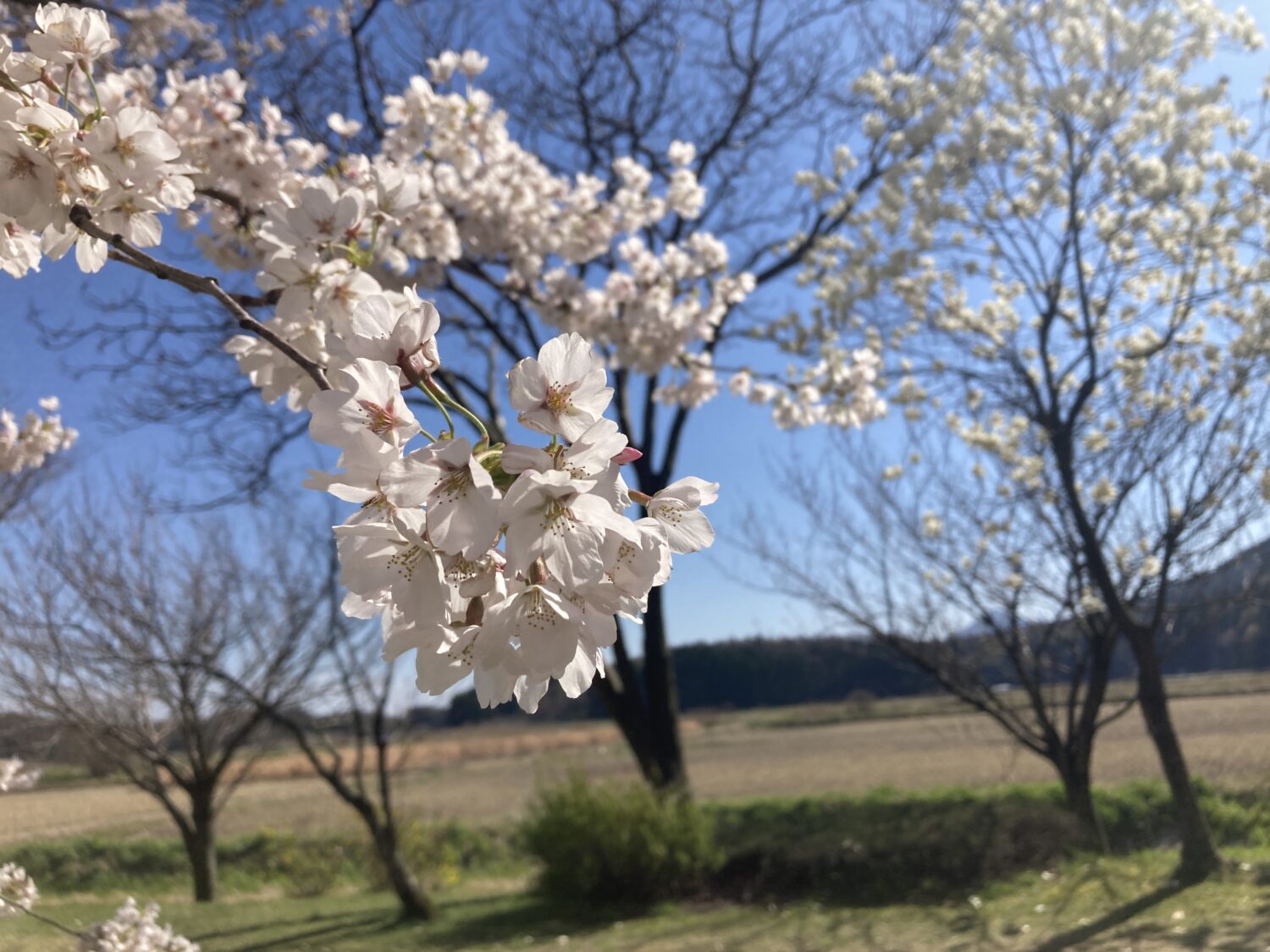 桜を接写しています。