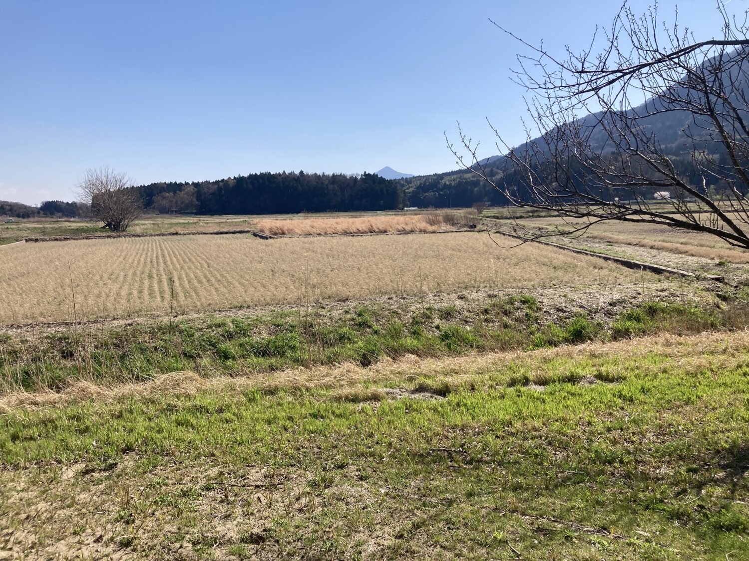 茶色い田んぼが写っています。