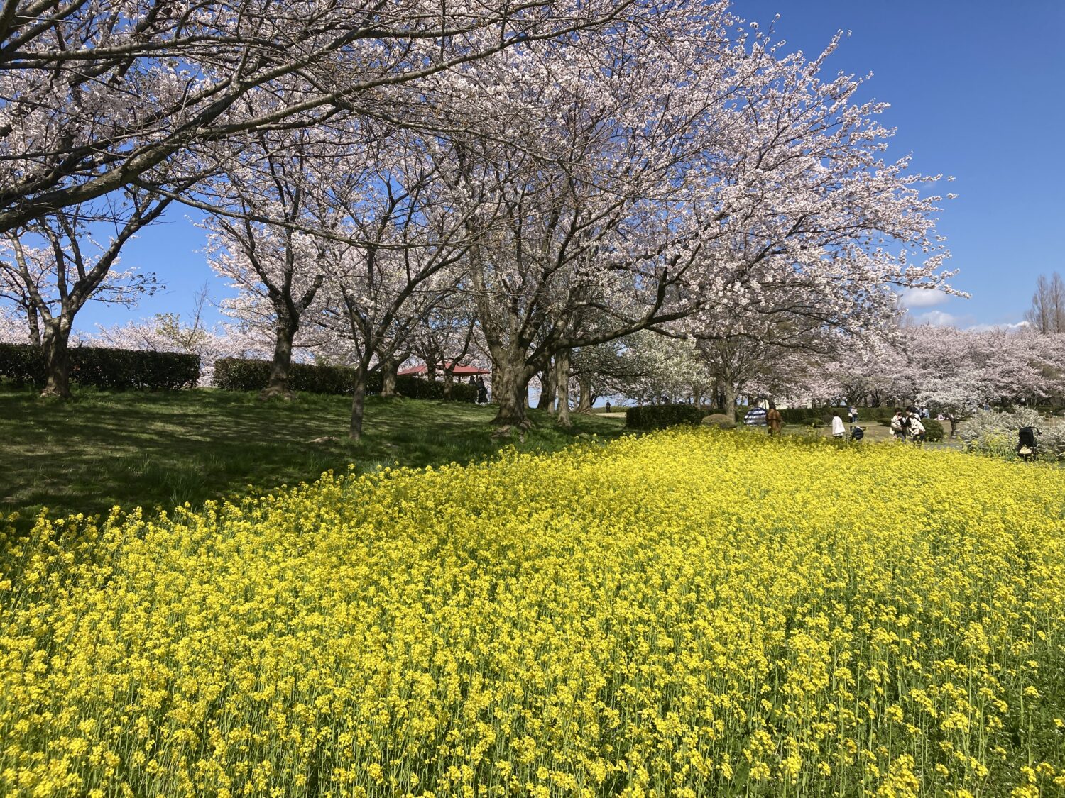 桜と菜の花です。