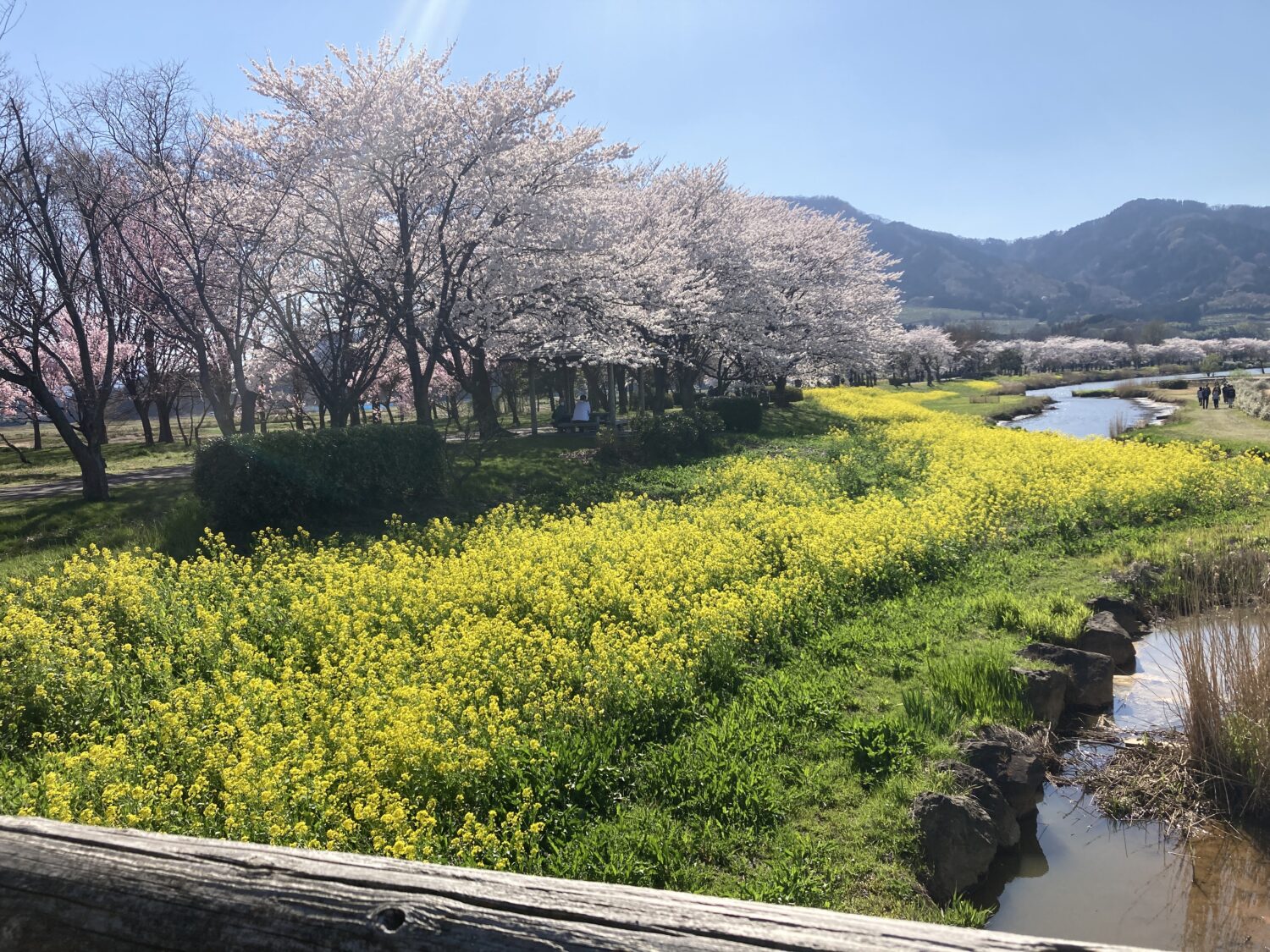 左側に満開の桜、右奥に山影、下に菜の花が見えます。菜の花畑の右側には浅い川が流れています。