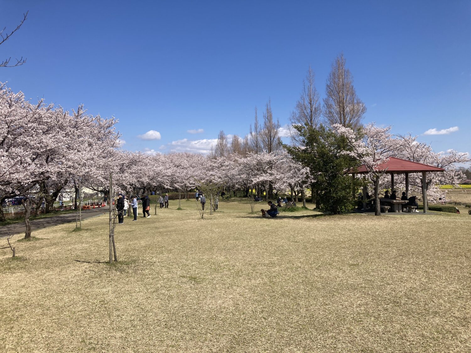 青空の下に桜の木々と東屋があり、足元には芝生が広がっています。数人の人が写っています。